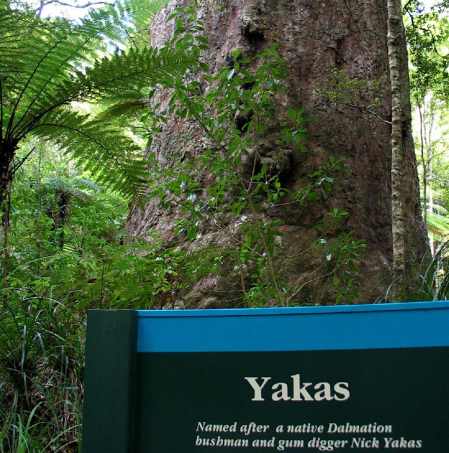 The Yakas Kauri