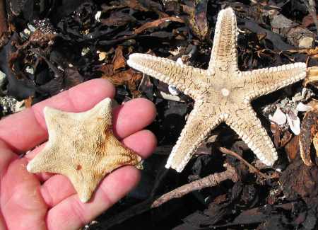 Starfish found near the end of Merita Beach