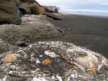 Fossilized shells
