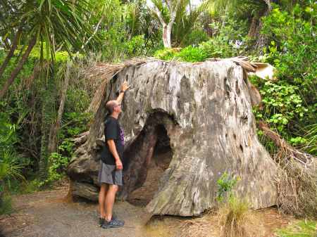 Huge Kauri stump at Glen Esk road-end.