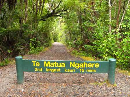 At the "Kauri Walks" carpark, this is the walk to see Te Matua Ngahere. The entire short walk is jaw-dropping!
