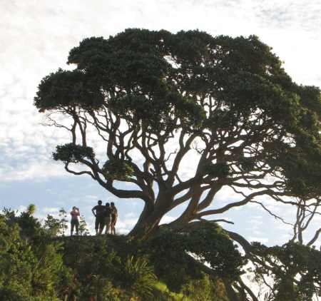 The giant Pohutukawa tree between Maitai and Merita bays