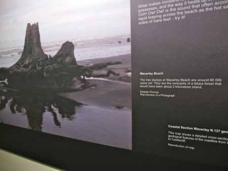 Info about Waverley Beach stumps and black sand from Puke Ariki Museum.