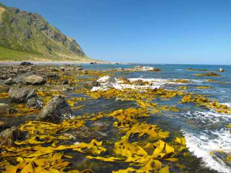 Kelp beds