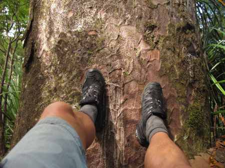 Leaning against one Kauri with feet pushing up on another.