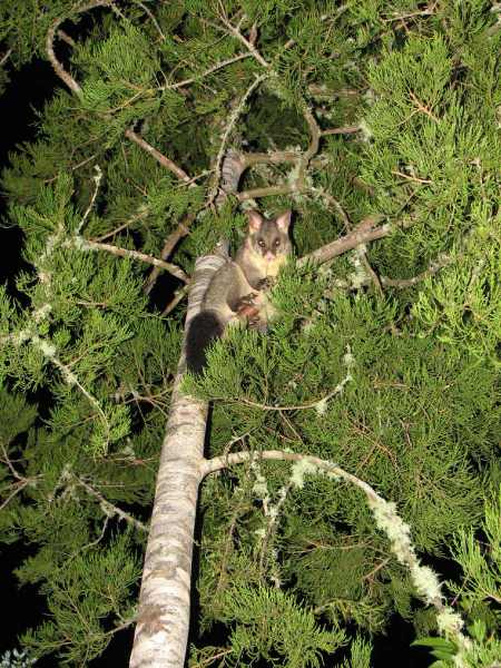 I didn't spot a kiwi on this nighttime tour, but I did see this varmint possum up a tree