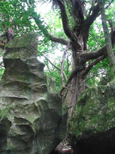 Rock forest limestone jungle, reminiscent of a mini Thailand..